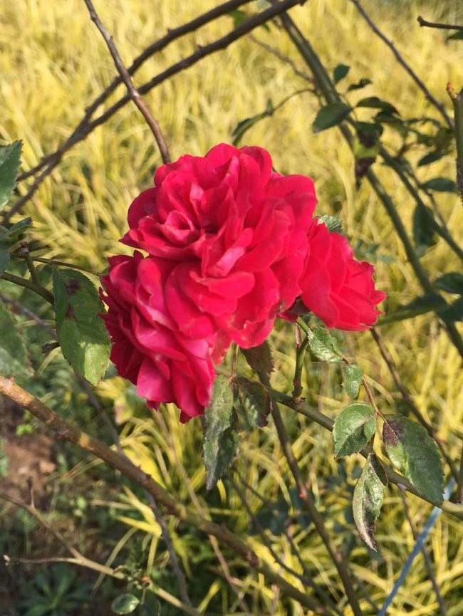 <a href='http://njszjj.com/tengbenpanyuanzhiwu/3421.html' target='_blank'>薔薇花</a>