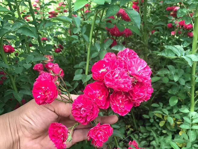 <a href='http://njszjj.com/linmuzhongzi/1702.html' target='_blank'>薔薇</a>花