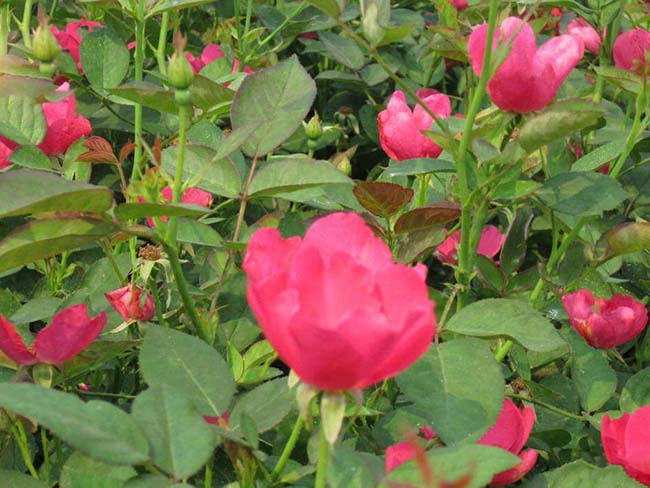 豐花<a href='http://njszjj.com/tengbenpanyuanzhiwu/3570.html' target='_blank'>月季</a>