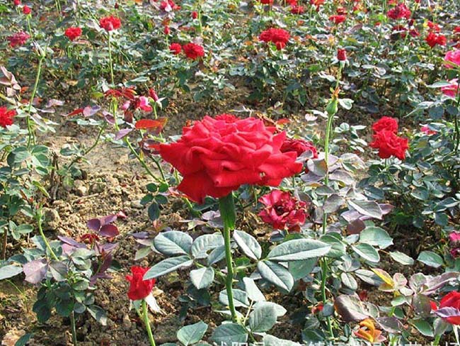 <a href='http://njszjj.com/dibeiguanmu/3566.html' target='_blank'>地被月季</a>
