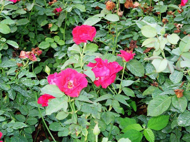 紅帽<a href='http://njszjj.com/tengbenpanyuanzhiwu/3570.html' target='_blank'>月季</a>