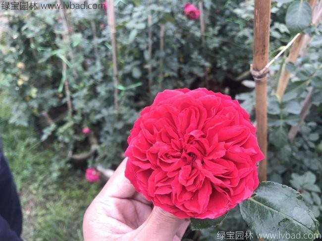 藤本<a href='http://njszjj.com/tengbenpanyuanzhiwu/3570.html' target='_blank'>月季</a>
