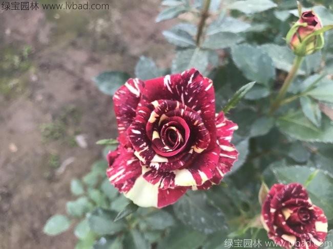 歐月<a href='http://njszjj.com/linmuzhongzi/1700.html' target='_blank'>月季花</a>苗