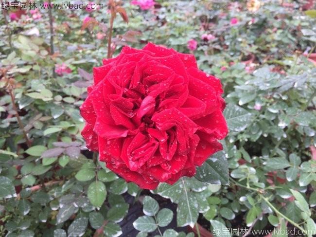 歐月<a href='http://njszjj.com/linmuzhongzi/1700.html' target='_blank'>月季花</a>苗