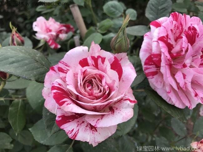 歐月<a href='http://njszjj.com/tengbenpanyuanzhiwu/3570.html' target='_blank'>月季</a>花苗