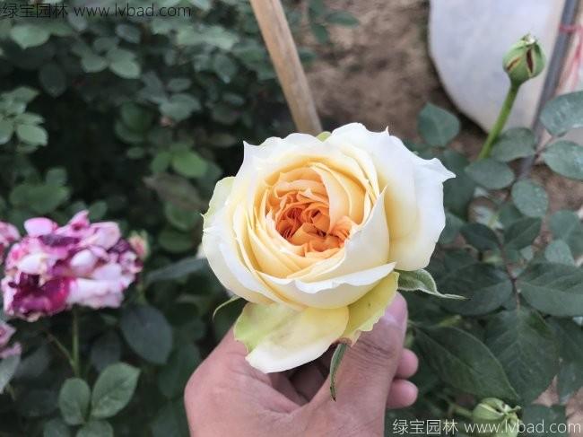 <a href='http://njszjj.com/tengbenpanyuanzhiwu/3570.html' target='_blank'>月季</a>花
