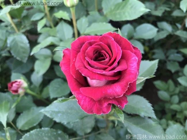 <a href='http://njszjj.com/tengbenpanyuanzhiwu/3570.html' target='_blank'>月季</a>花