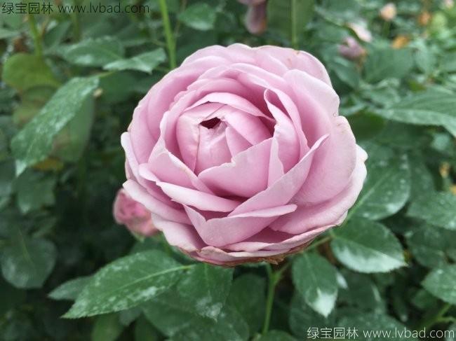 <a href='http://njszjj.com/tengbenpanyuanzhiwu/3571.html' target='_blank'>歐洲月季</a>