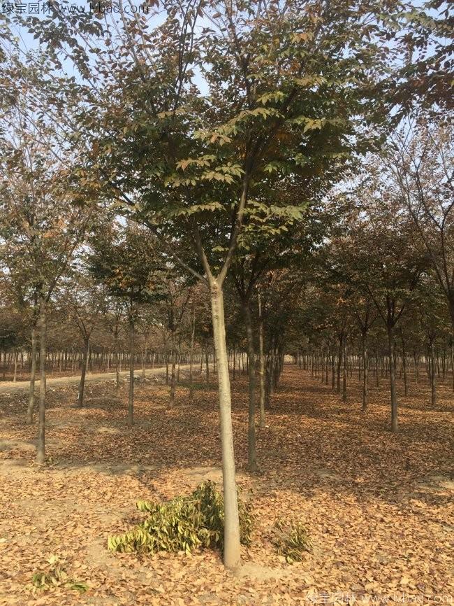 <a href='http://njszjj.com/xingdaoshu/3379.html' target='_blank'>紅櫸樹</a>