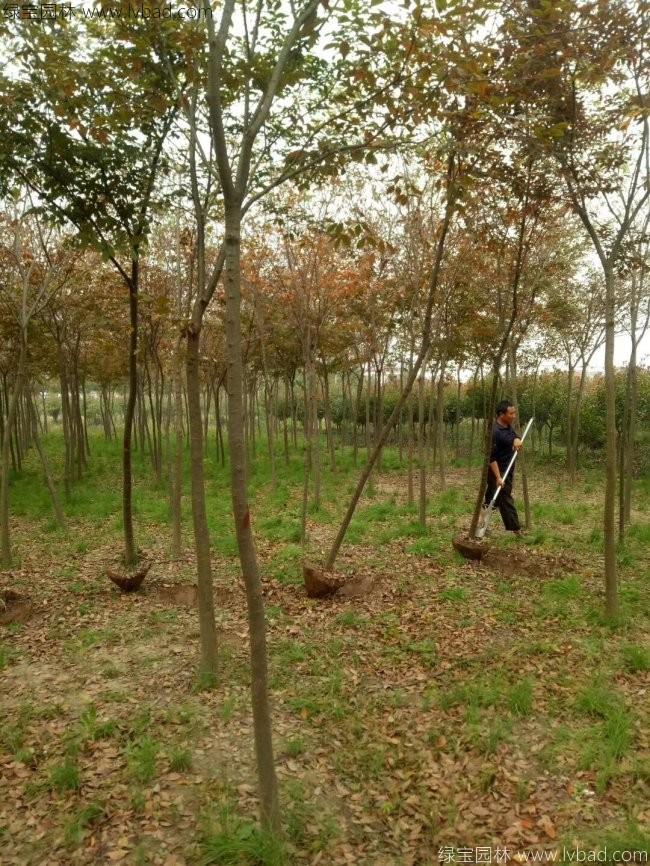 <a href='http://njszjj.com/xingdaoshu/3379.html' target='_blank'>紅櫸樹</a>