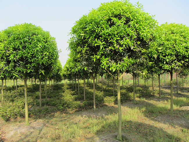 <a href='http://njszjj.com/linmuzhongzi/1768.html' target='_blank'>桂花</a>樹