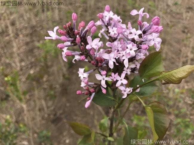 <a href='http://njszjj.com/dibeiguanmu/3581.html' target='_blank'>丁香花</a>