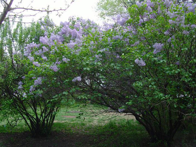 <a href='http://njszjj.com/dibeiguanmu/3581.html' target='_blank'>丁香花</a>