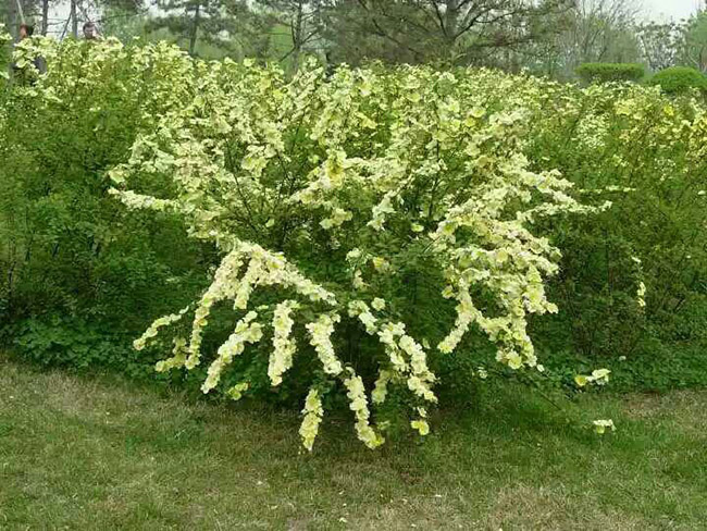 黃刺梅球 黃刺梅球