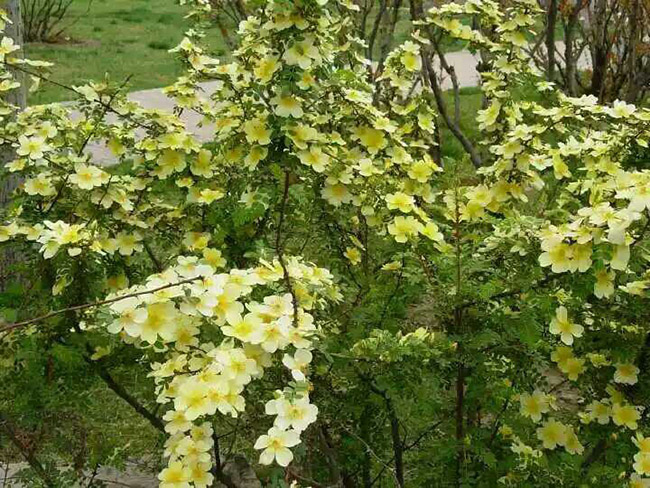 黃刺梅球 黃刺梅球