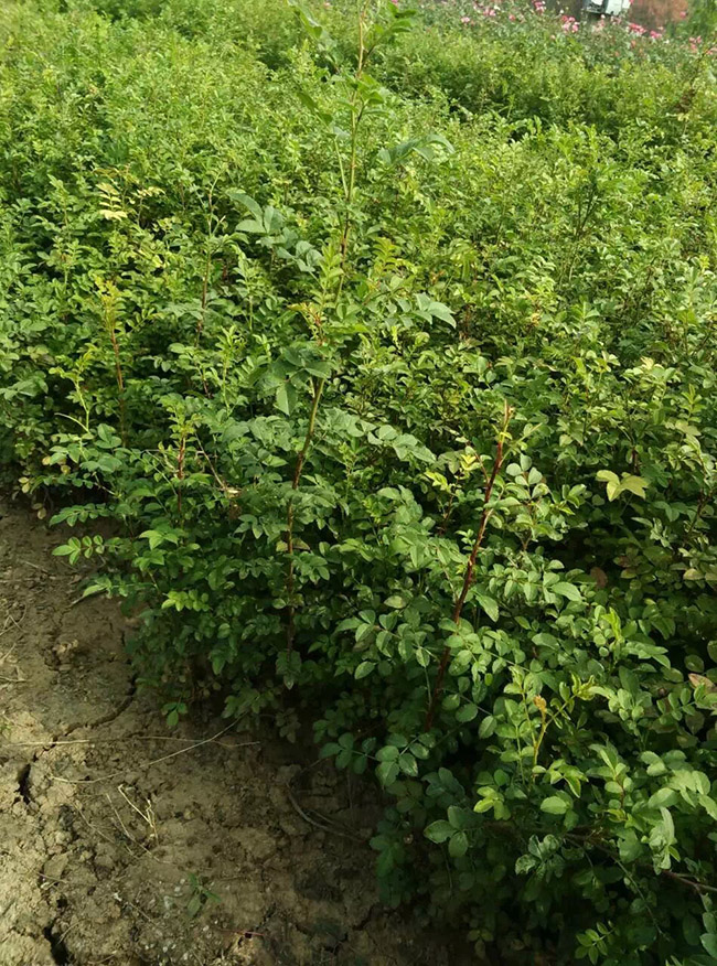 黃刺梅球 黃刺梅球