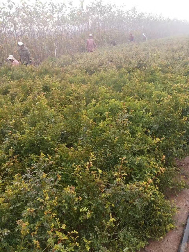 黃刺梅球 黃刺梅球