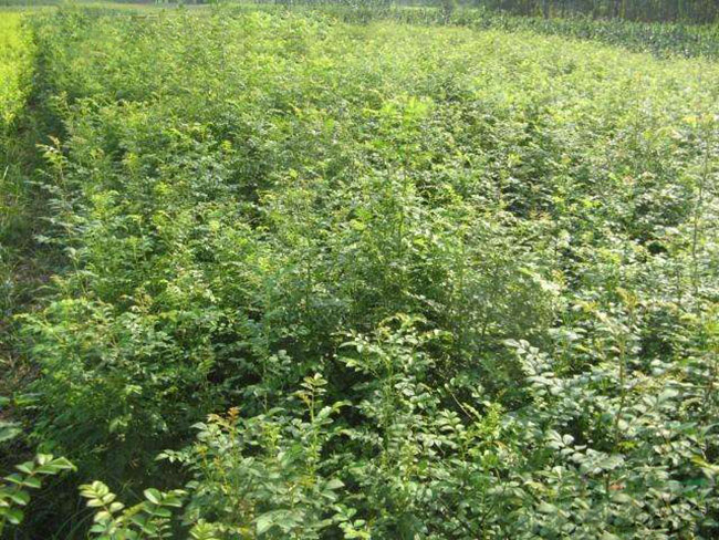 黃刺梅球 黃刺梅球