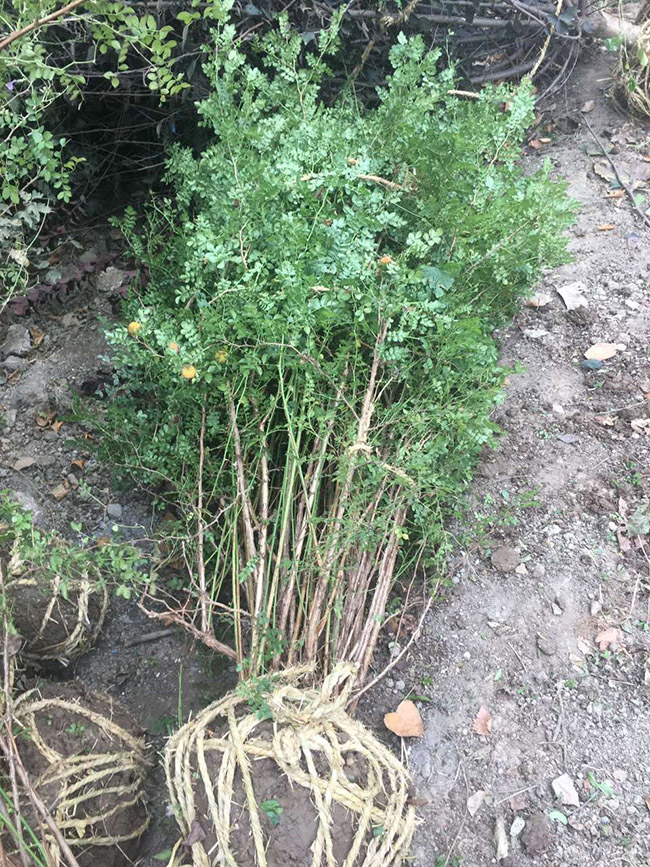 黃刺梅球 黃刺梅球