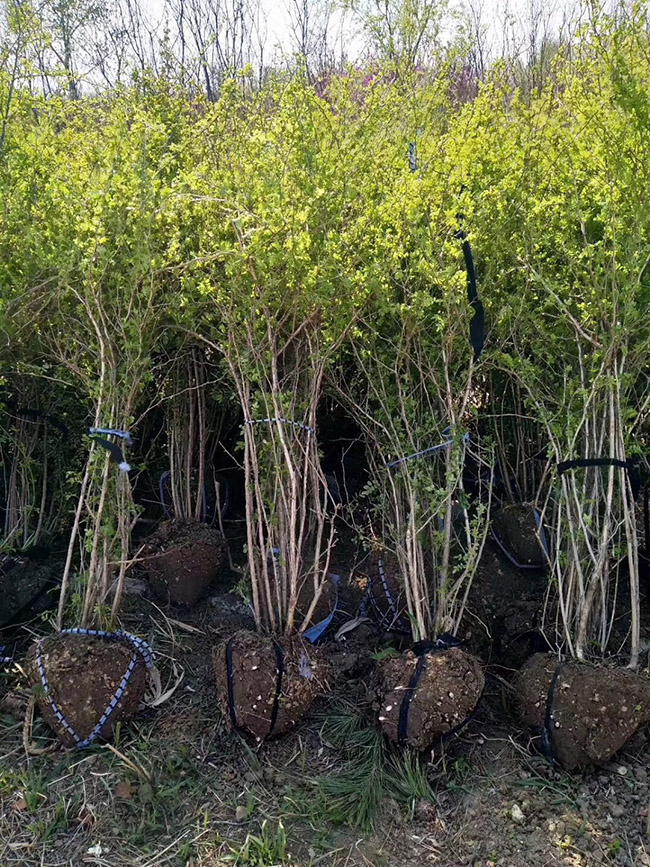 黃刺梅球 黃刺梅球