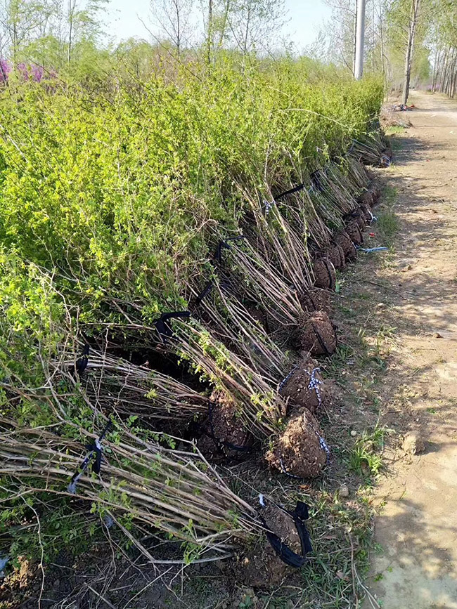 黃刺梅球 黃刺梅球