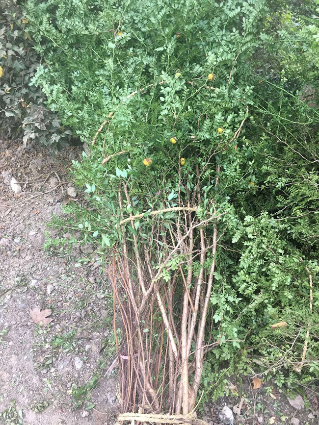 黃刺梅球 黃刺梅球