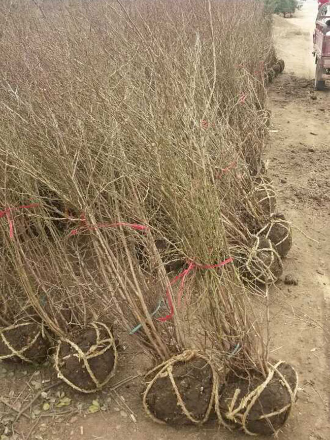 黃刺梅球 黃刺梅球