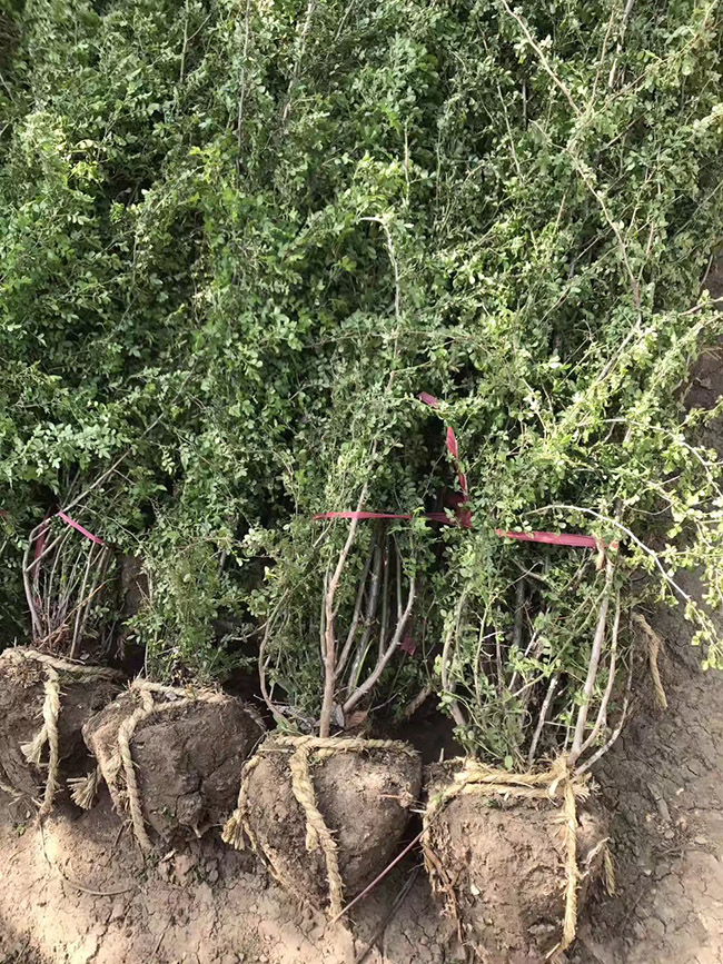 黃刺梅球 黃刺梅球