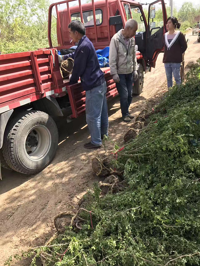 黃刺梅球 黃刺梅球