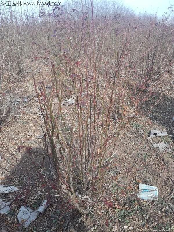 黃刺梅球 黃刺梅球