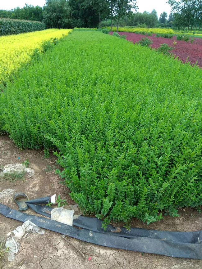 水臘苗<a href='http://njszjj.com/linmuzhongzi/1732.html' target='_blank'>水蠟</a>小苗基地