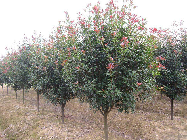 <a href='http://njszjj.com/linmuzhongzi/1747.html' target='_blank'>紅葉石楠</a>樹(shù)