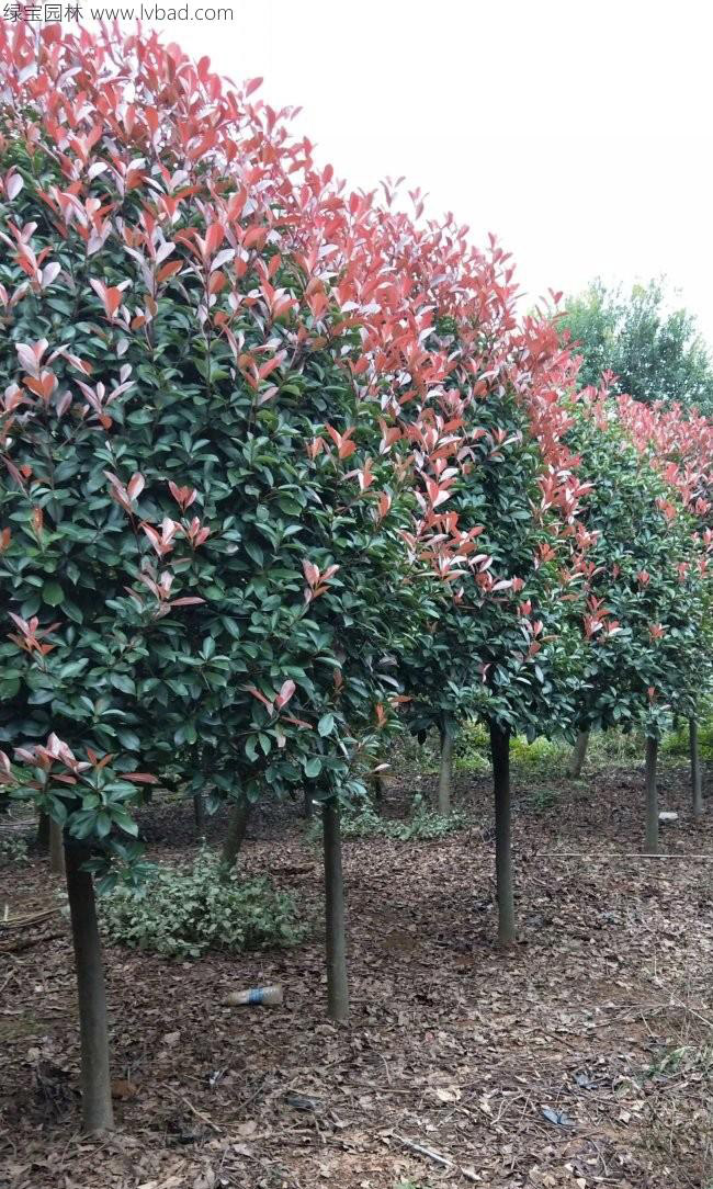 <a href='http://njszjj.com/linmuzhongzi/1747.html' target='_blank'>紅葉石楠</a>樹(shù)