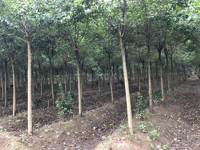 紅葉石楠樹(shù)