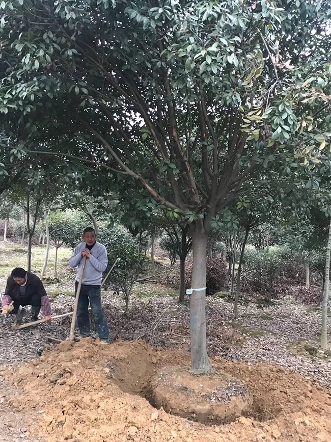 紅葉石楠樹(shù)