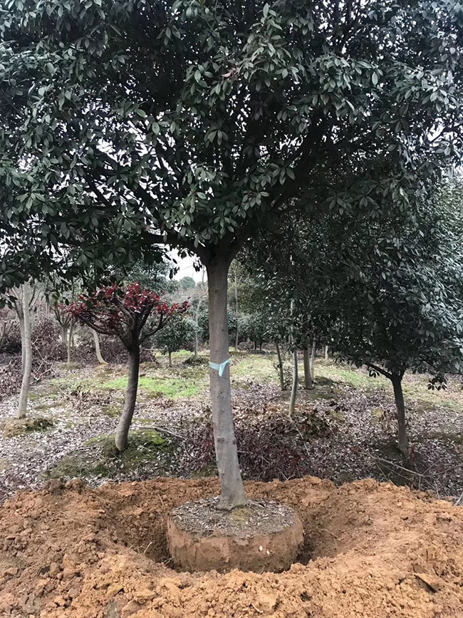 紅葉石楠樹(shù)