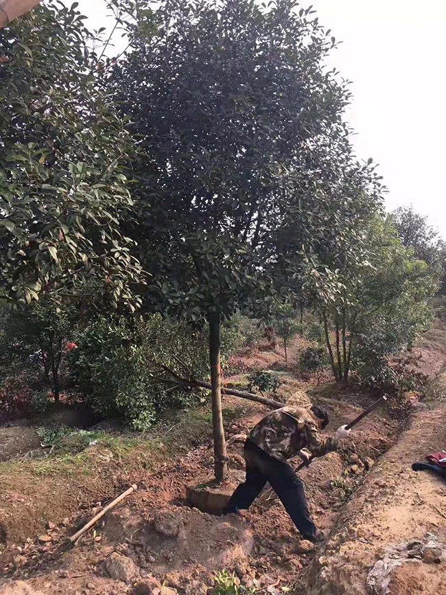 紅葉石楠樹(shù)