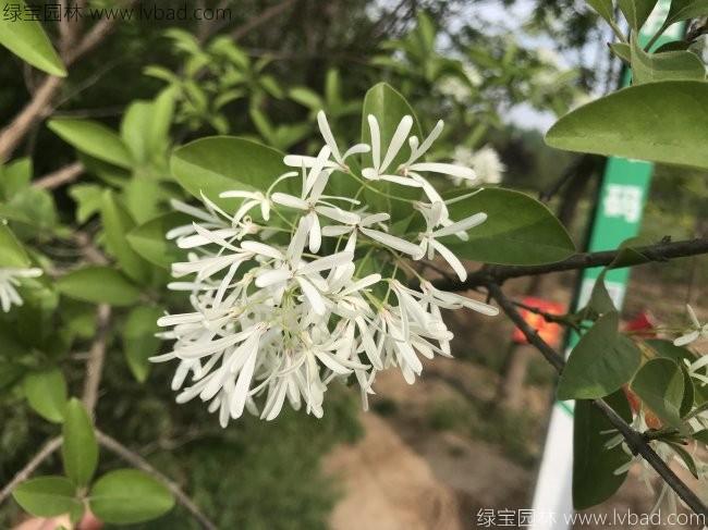 <a href='http://njszjj.com/linmuzhongzi/1846.html' target='_blank'>流蘇</a>樹