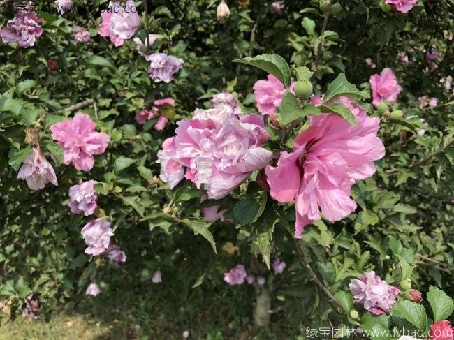 <a href='http://njszjj.com/linmuzhongzi/1808.html' target='_blank'>木槿</a>花