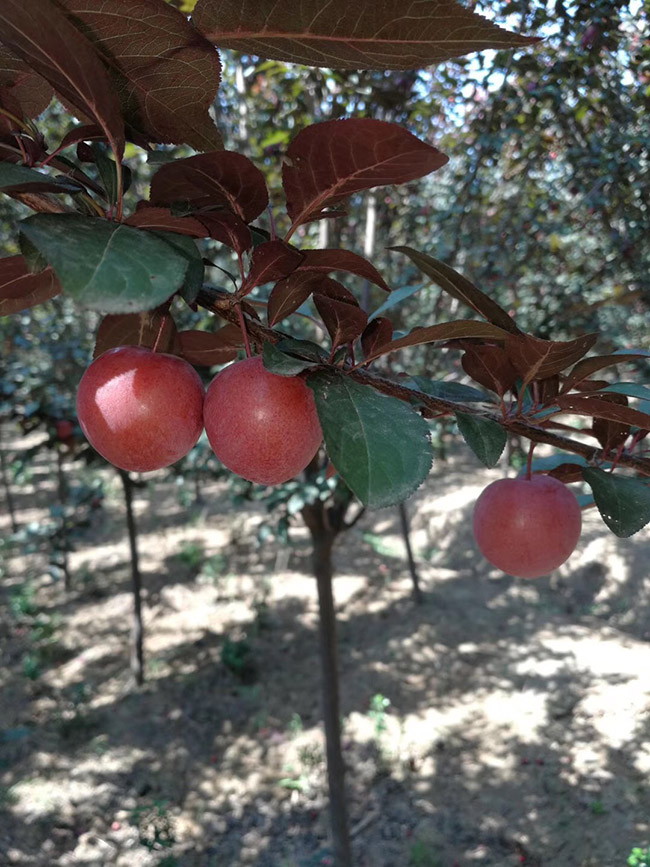 紅葉李 紅葉李