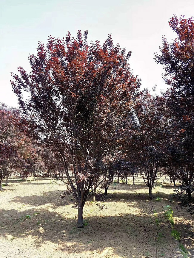 紅葉李 紅葉李