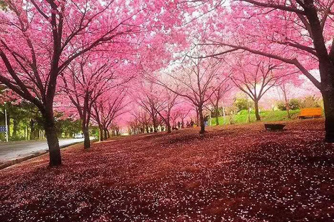 日本<a href='http://njszjj.com/linmuzhongzi/1777.html' target='_blank'>櫻花</a>
