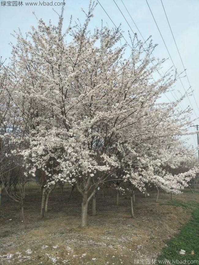 日本<a href='http://njszjj.com/linmuzhongzi/1777.html' target='_blank'>櫻花</a>