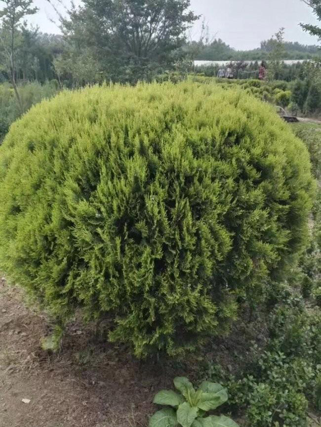灑金柏球