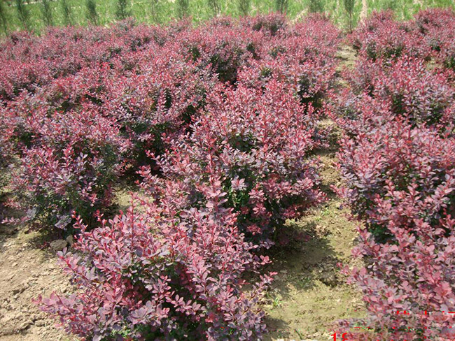 <a href='http://njszjj.com/linmuzhongzi/1753.html' target='_blank'>紅葉小檗</a>球