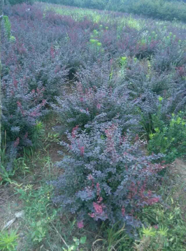 <a href='http://njszjj.com/linmuzhongzi/1753.html' target='_blank'>紅葉小檗</a>球