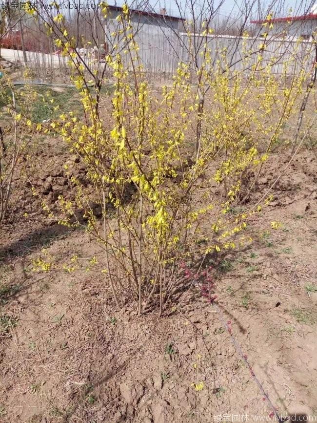 <a href='http://njszjj.com/qiuleizhiwu/3496.html' target='_blank'>連翹球</a>