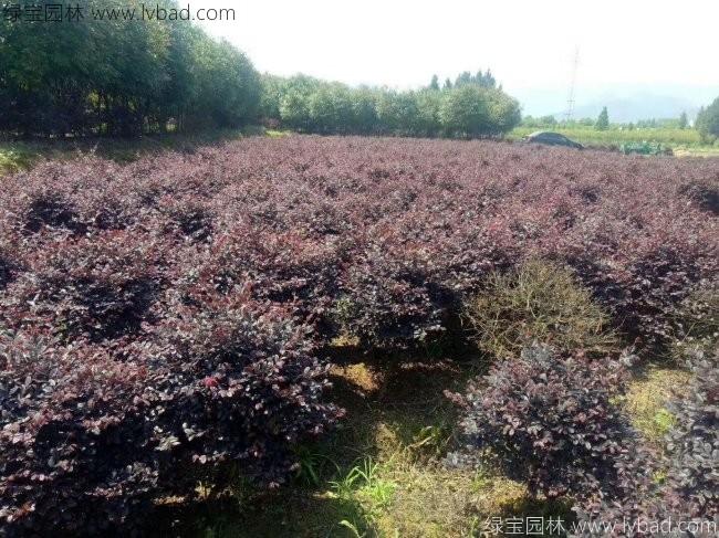 <a href='http://njszjj.com/qiuleizhiwu/3507.html' target='_blank'>紅花繼木球</a>