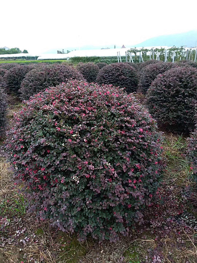 <a href='http://njszjj.com/dibeiguanmu/9770.html' target='_blank'>紅花繼木</a>球