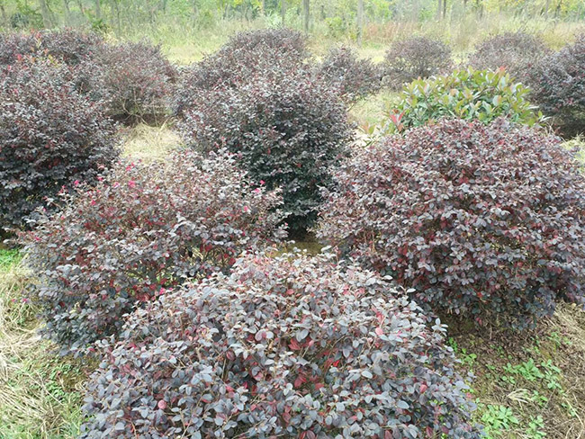 <a href='http://njszjj.com/yaocaizhongzi/2335.html' target='_blank'>紅花</a>繼木球